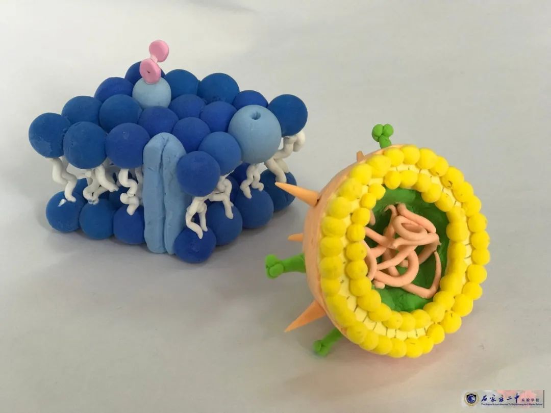 感受细胞之美丨生物模型制作大赛展览来啦